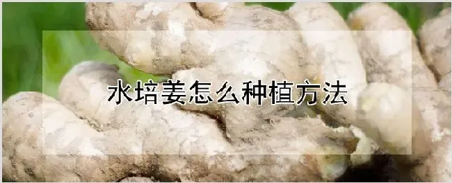 水培姜怎么种植方法 | 自然知识