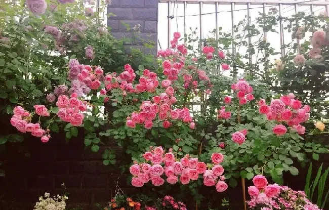 植物百科|藤本艾拉绒球月季优缺点介绍（耐寒艾拉绒球长不高可盆栽）