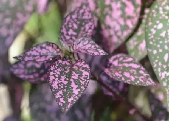绿植|玻璃房内适合种植什么植物 适合玻璃房种的花