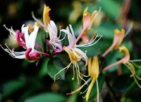 冬天植物|金银花冬天会冻死吗