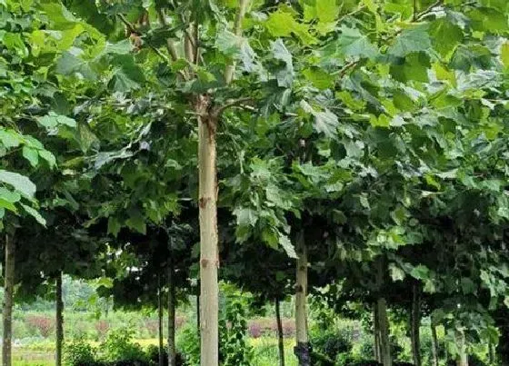 种植管理|梧桐树北方可以种植吗 适合种在什么地方