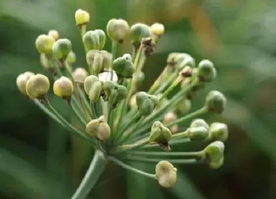 植物育苗|韭菜籽几天发芽出苗 播种后需要多长时间发芽出土