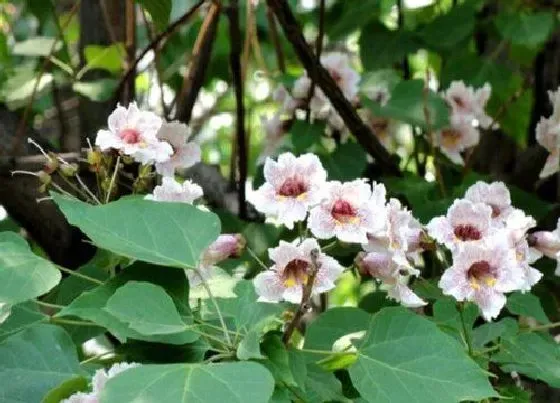 生长环境|楸树适合什么地方种植