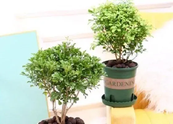 植物毒性|七里香有毒吗 能在家里养吗