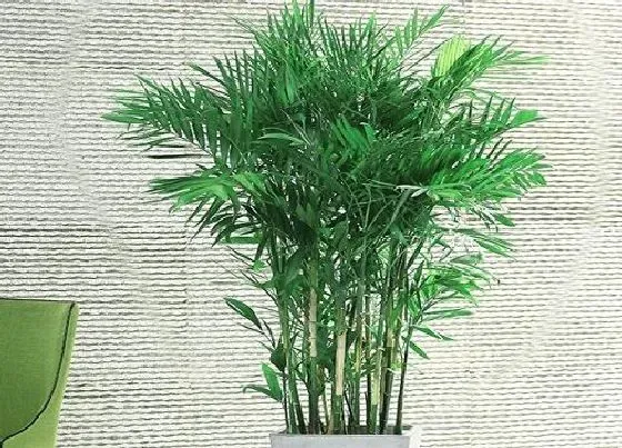 植物百科|凤尾竹可以淋雨吗