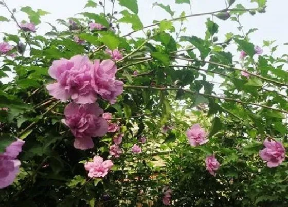 植物百科|木棉属于什么植物类型