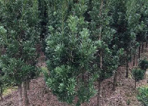 植物浇水|罗汉松多久浇一次水