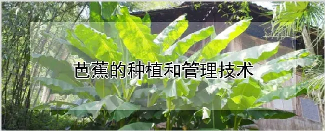 芭蕉的种植和管理技术 | 养殖技术