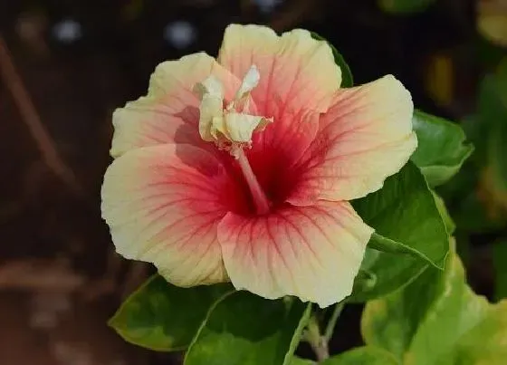 植物百科|扶桑花什么人不能养
