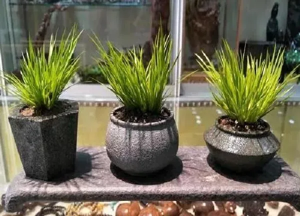 养殖科普|最小的花盆适合养什么花
