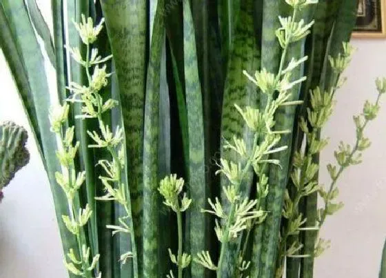 植物百科|小虎尾兰开花吗 开花什么样子