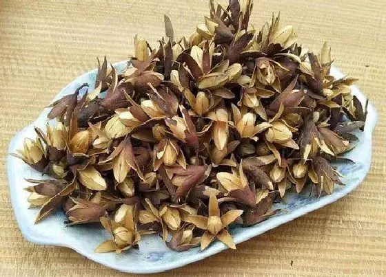 果实成熟|香椿什么时候采摘