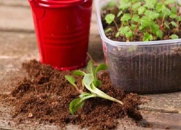 植物扦插|灯笼花可以扦插吗