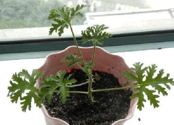 养殖方法|驱蚊草水培好还是土培好