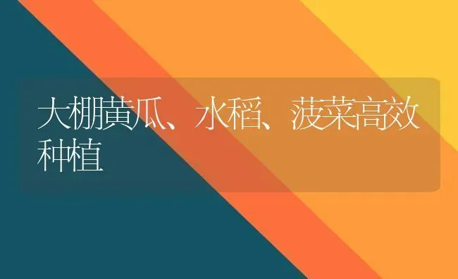 大棚黄瓜、水稻、菠菜高效种植 | 粮油作物种植