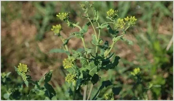 农村野菜独行草有哪些功效？（附人工种植技术） | 农业科普