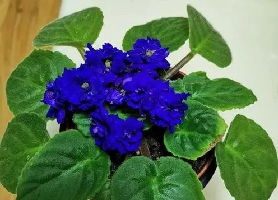 冬天植物|紫罗兰抗冻吗
