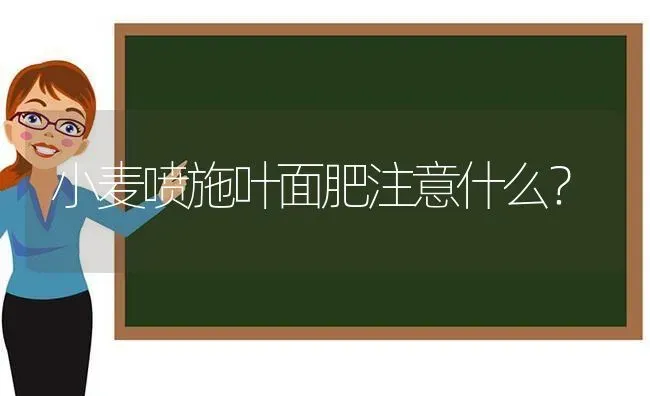 小麦喷施叶面肥注意什么？ | 粮油作物种植
