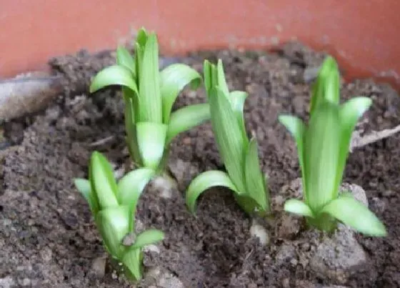 植物播种|白合花种子怎么种植