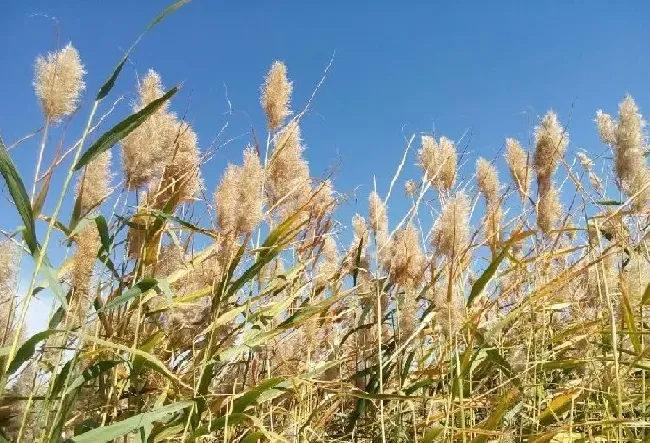 植物百科|荻花和芦苇花的区别图片（和芦苇花相似的花叫什么）