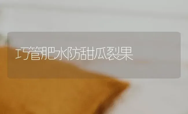 巧管肥水防甜瓜裂果 | 瓜果种植