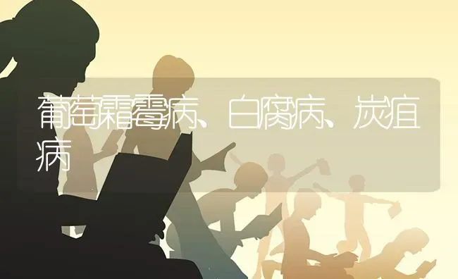 葡萄霜霉病、白腐病、炭疽病 | 瓜果种植