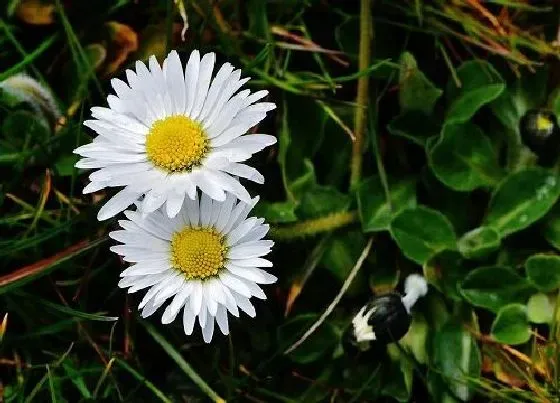 花语|菊花的花语和寓意 象征着什么意思