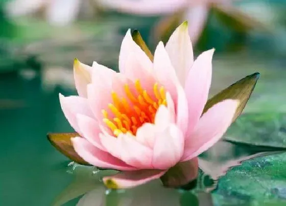 摆放风水|家里养睡莲风水好吗