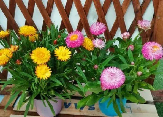 植物寓意|菊花的品质和精神