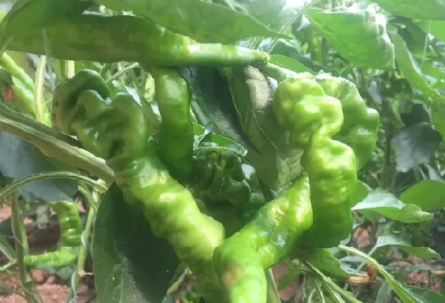种植管理|螺丝椒的种植方法及病虫害防治，螺丝椒种植与管理技术）