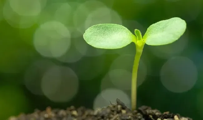 种植管理|向日葵怎样种才高产，向日葵的田间管理技术和种植秘诀）