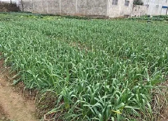 植物播种|大蒜什么时候播种合适