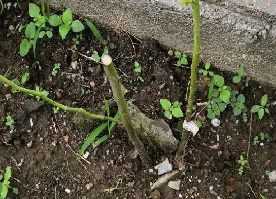 根部|蔷薇根系发达吗 适合什么花盆种植