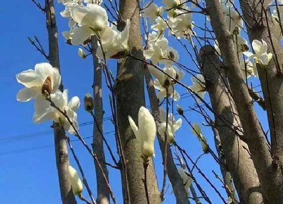 花期|广玉兰一年开几次花