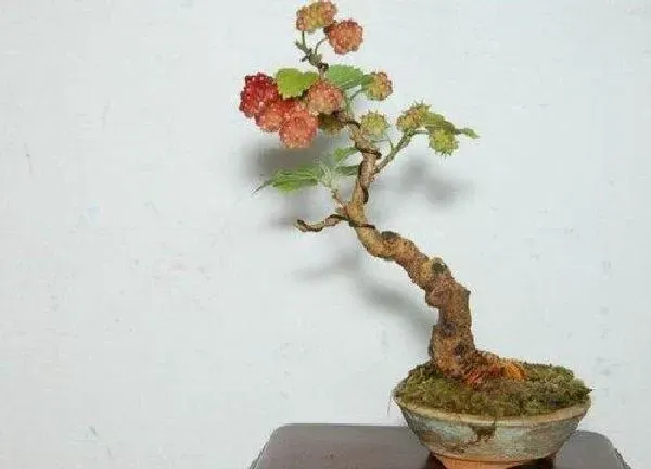 养殖科普|桑葚可以种在花盆里吗