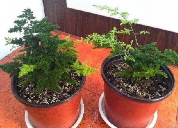 植物浇水|文竹几天浇一次水最好