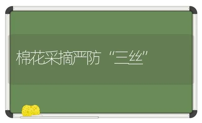 棉花采摘严防“三丝” | 粮油作物种植