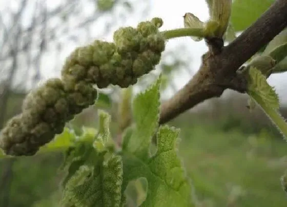 植物种类|褚树和构树是一种树吗