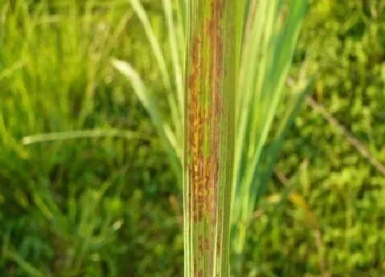 植物病害|水稻常见病害图片大全和防治用药方法