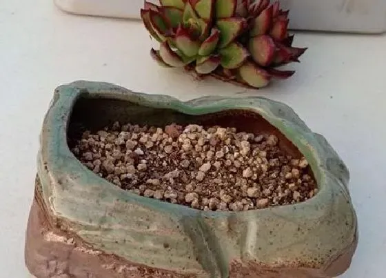 种植土壤|多肉植物种植方法步骤 正确栽植多肉的详细步骤图解