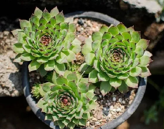 植物百科|观音莲可以淋雨吗 下雨天可以放外面淋雨吗