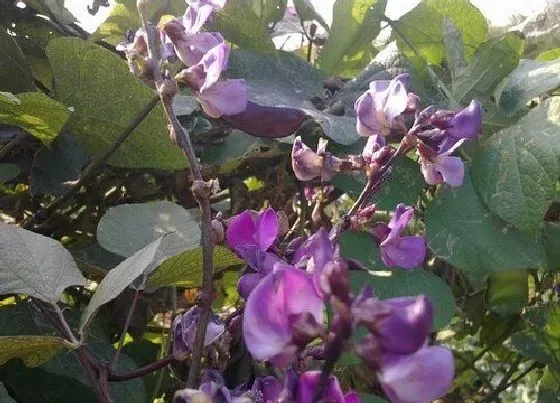不开花|梅豆角不开花怎么回事