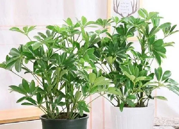 养殖科普|属虎适合养什么花卉植物