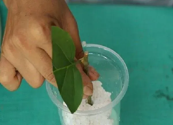 植物扦插|三角梅几月份插扦成活率最高（扦插三角梅的最好方法）