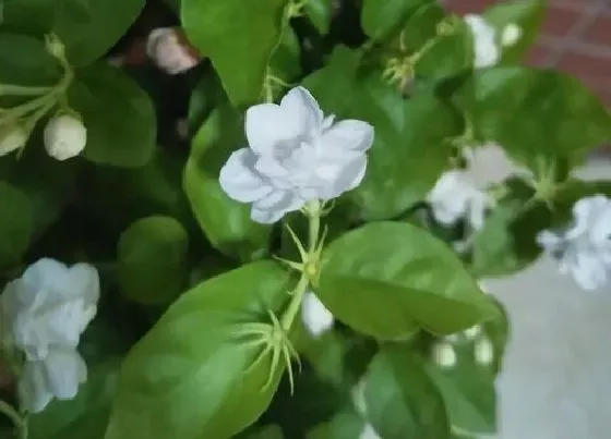 植物百科|茉莉冬天开花吗 茉莉花冬天怎么养护能安全过冬开花