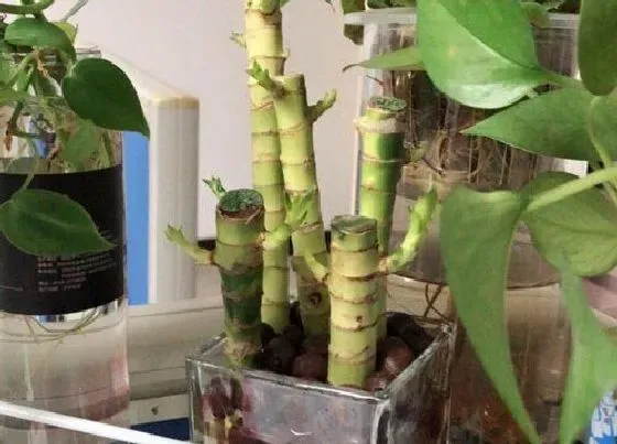 摆放常识|洗手台上适合放什么植物