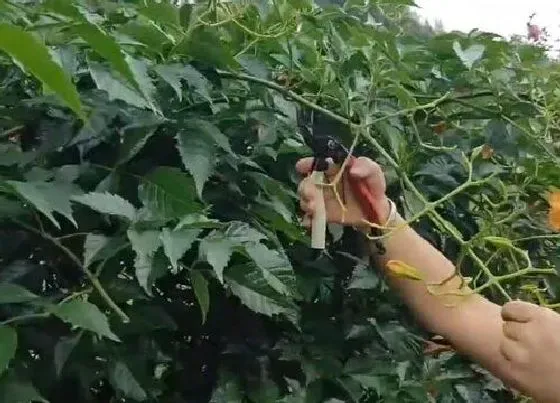 植物修剪|凌霄花怎么修剪方法