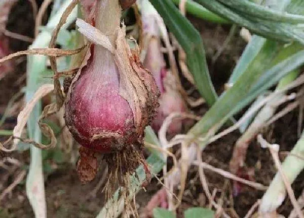 养殖科普|圆葱的种植方法和生长时间 圆葱生长过程与栽种技术