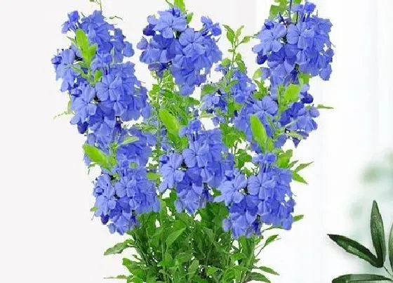 植物百科|蓝雪花是一年生还是多年生