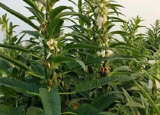 种植管理|芝麻种植间距是多少
